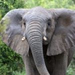 Trophy hunters kill two of Africa's biggest elephants in Botswana