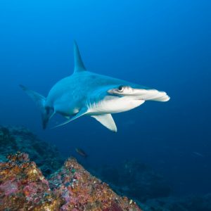 Hammerhead shark swimming