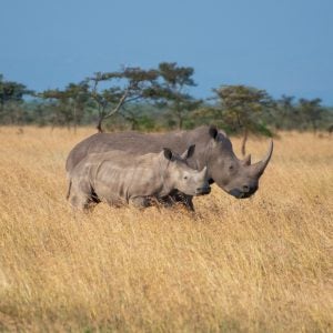 Wild rhinos in a field in Kenya
