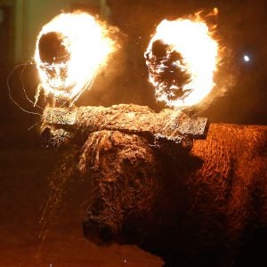 Bull at Toro Jubilo Festival