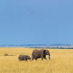 African elephant with calf