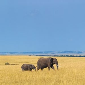 African elephant with calf