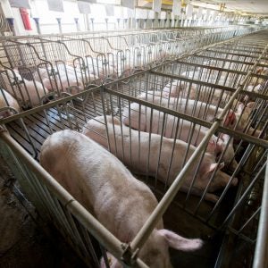 Pigs confined in gestation crates