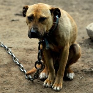 Dog outside with chain