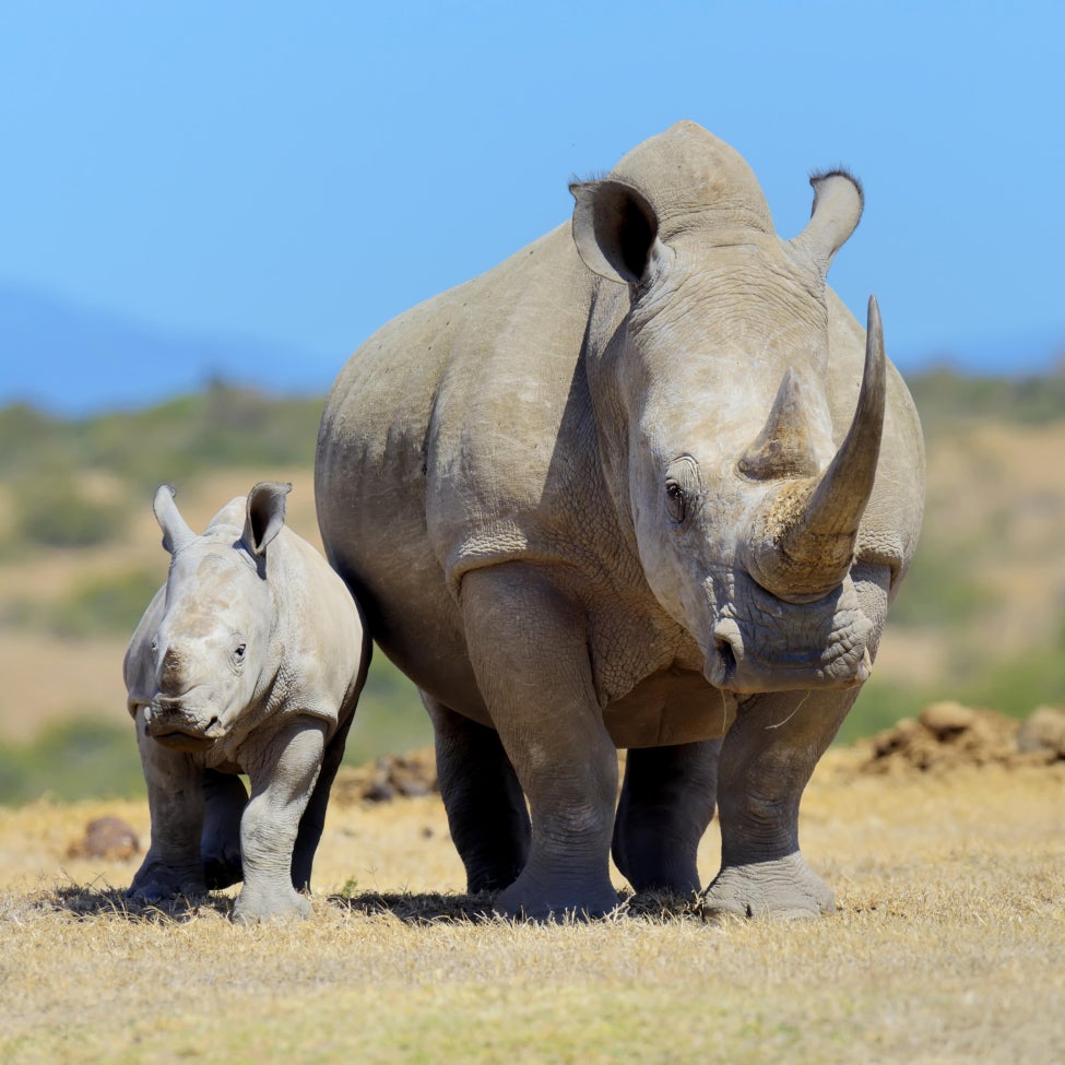 On World Rhino Day, Chinese animal protection groups urge China's President  Xi to ban rhino hunting trophy imports - Humane Society International
