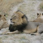 Cecil and his cubs