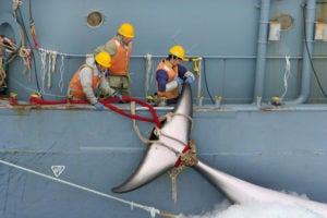 Japanese whaling