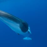 Dwarf minke whale