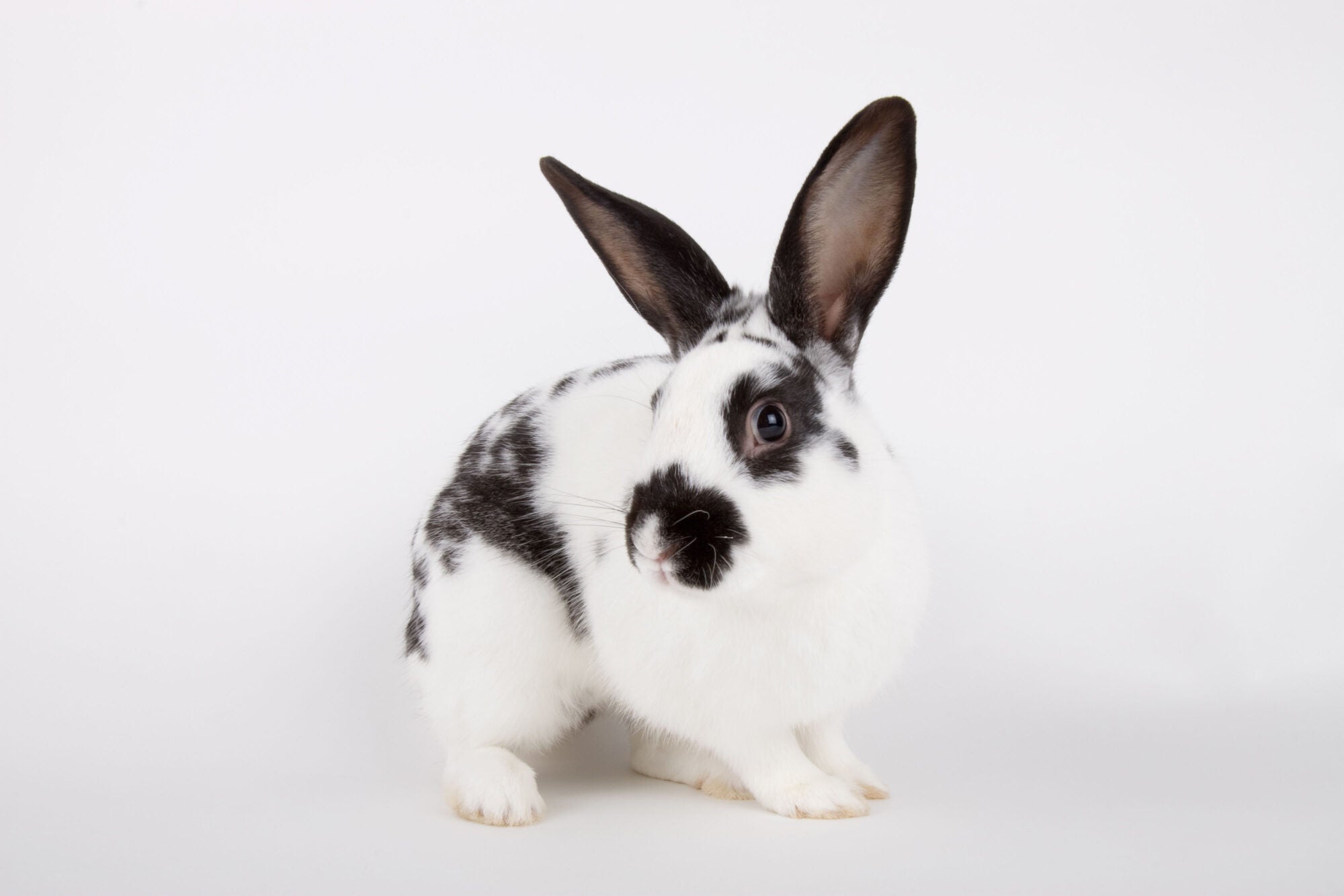 Victory! Cosmetics animal testing and trade will be banned in Canada -  Humane Society International