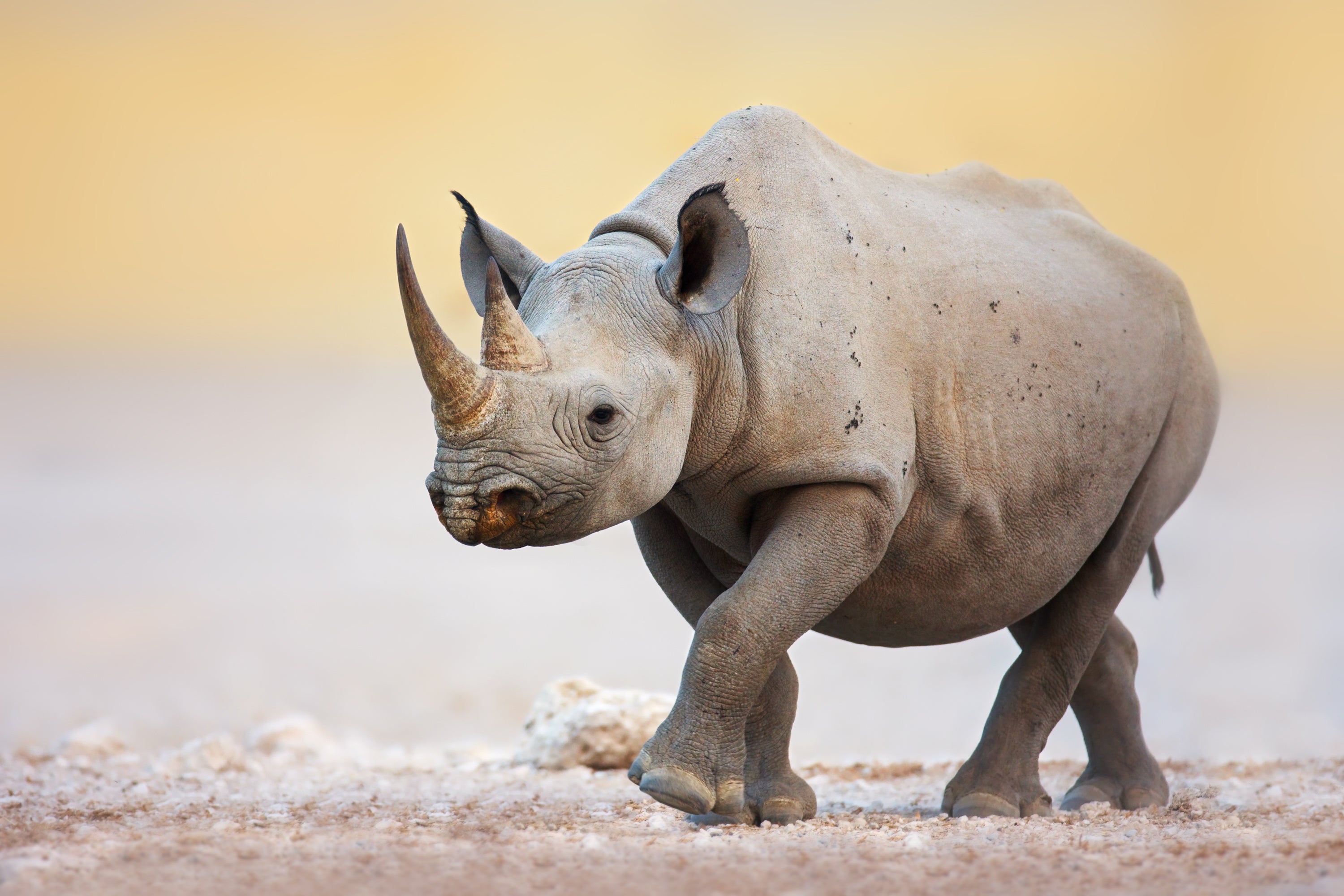Rhino and Elephant Protection - Humane Society International