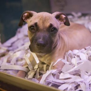 Government of India notifies new pet shop rules - Humane Society  International