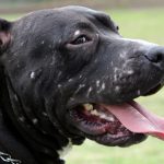 Dog rescued from dogfighting
