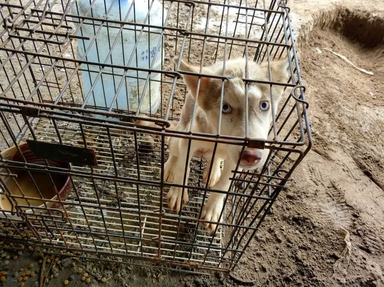 Dog rescued from the dog meat trade in China.