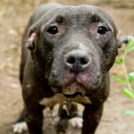 Dog rescued from dogfighting