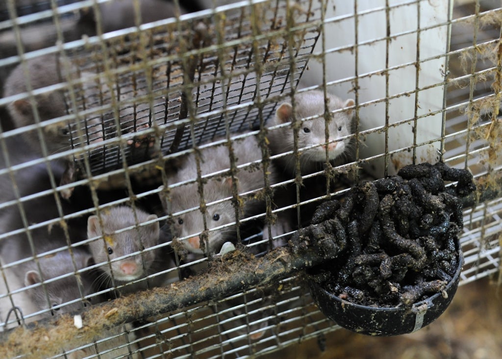 Featured image of post In an historic vote, Italy to ban fur farming and shut down all mink farms within six months