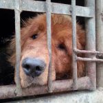 Dog rescued from the dog meat trade