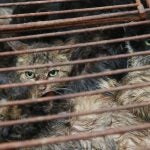 Cats in China's dog meat trade