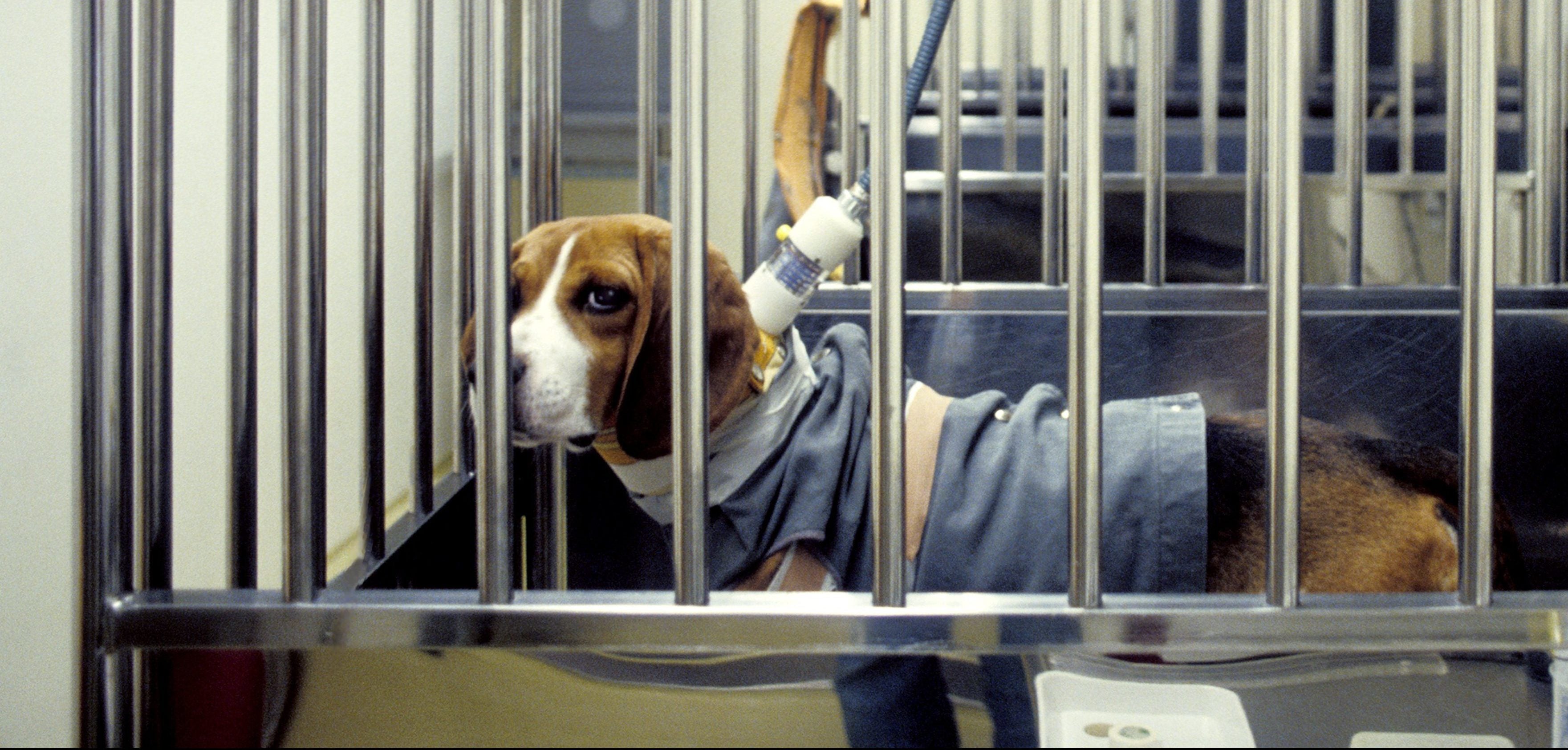 Animal Testing - Humane Society International