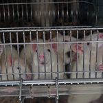 Mice in a cage