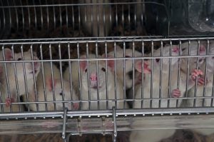 Mice in a cage