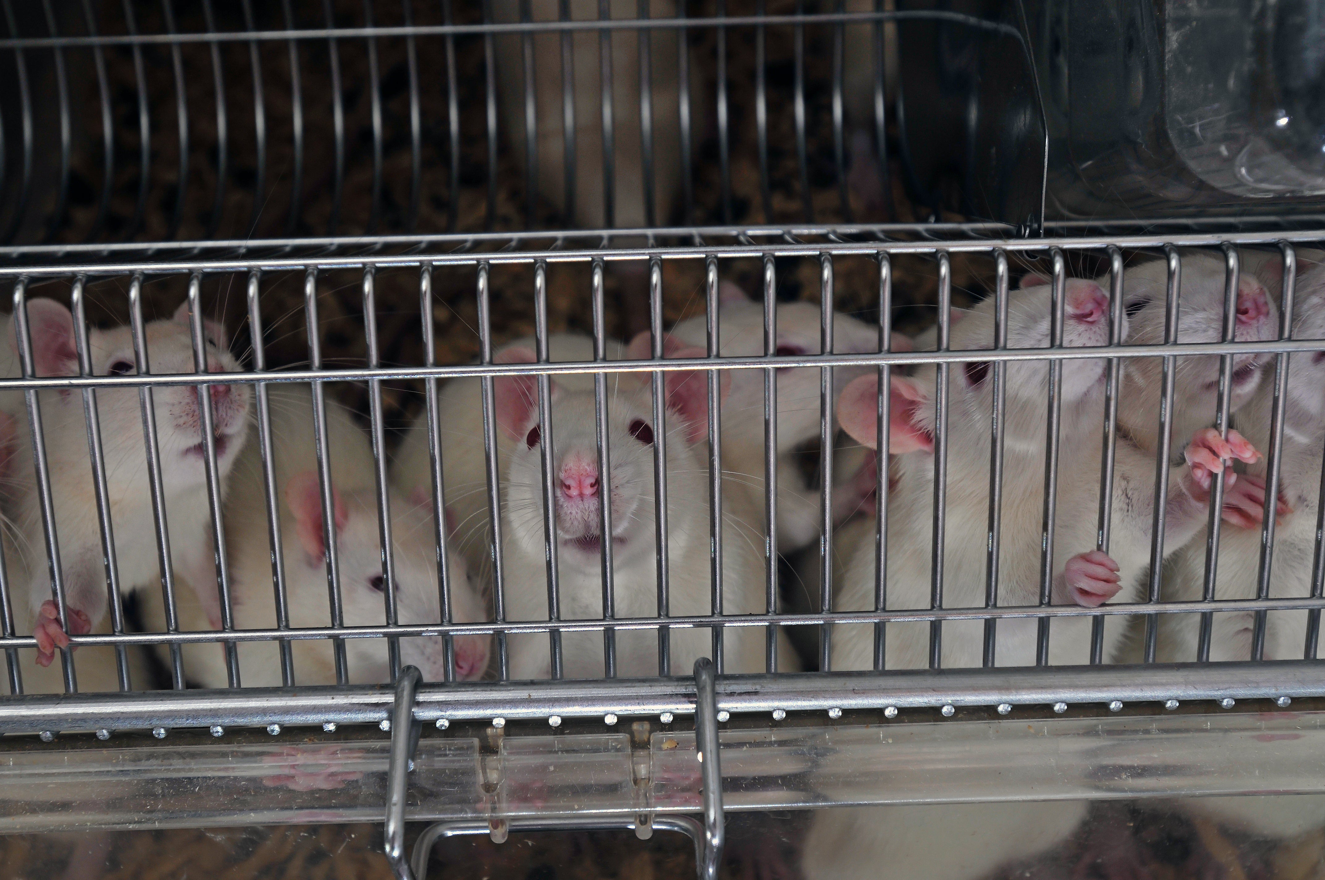 Severe pain endured by nearly half of monkeys and mice in Korean labs as  animal use increases - Humane Society International