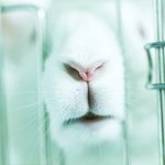 Rabbit caged in a lab