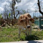 Cow after a hurricane