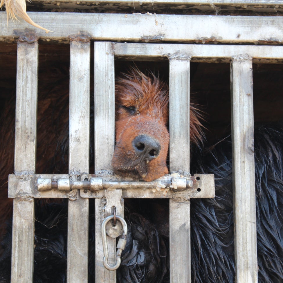 Saving animals from China's dog and cat meat trade - Humane Society  International