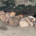 Nagaland dog meat trade