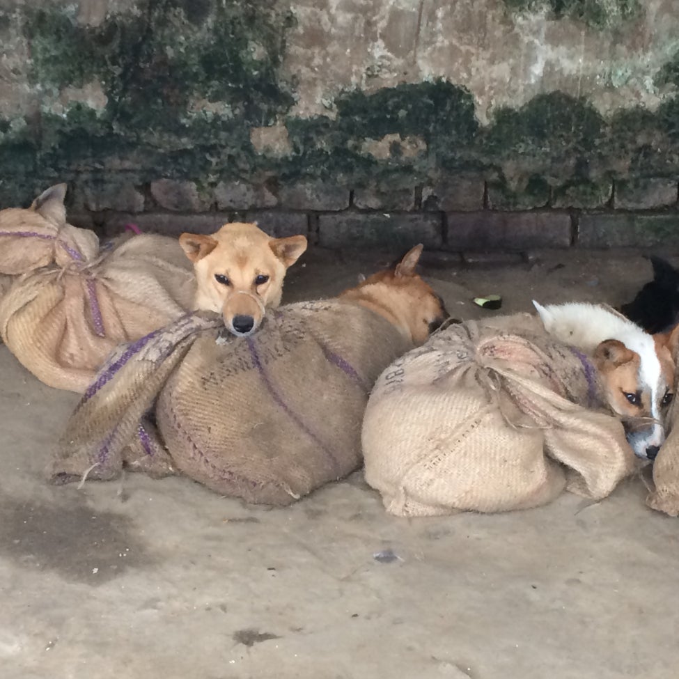 Progress! Mizoram moves one step closer to dog meat trade ban as  Legislative Assembly amends Animal Slaughter Bill, removing dogs - Humane  Society International