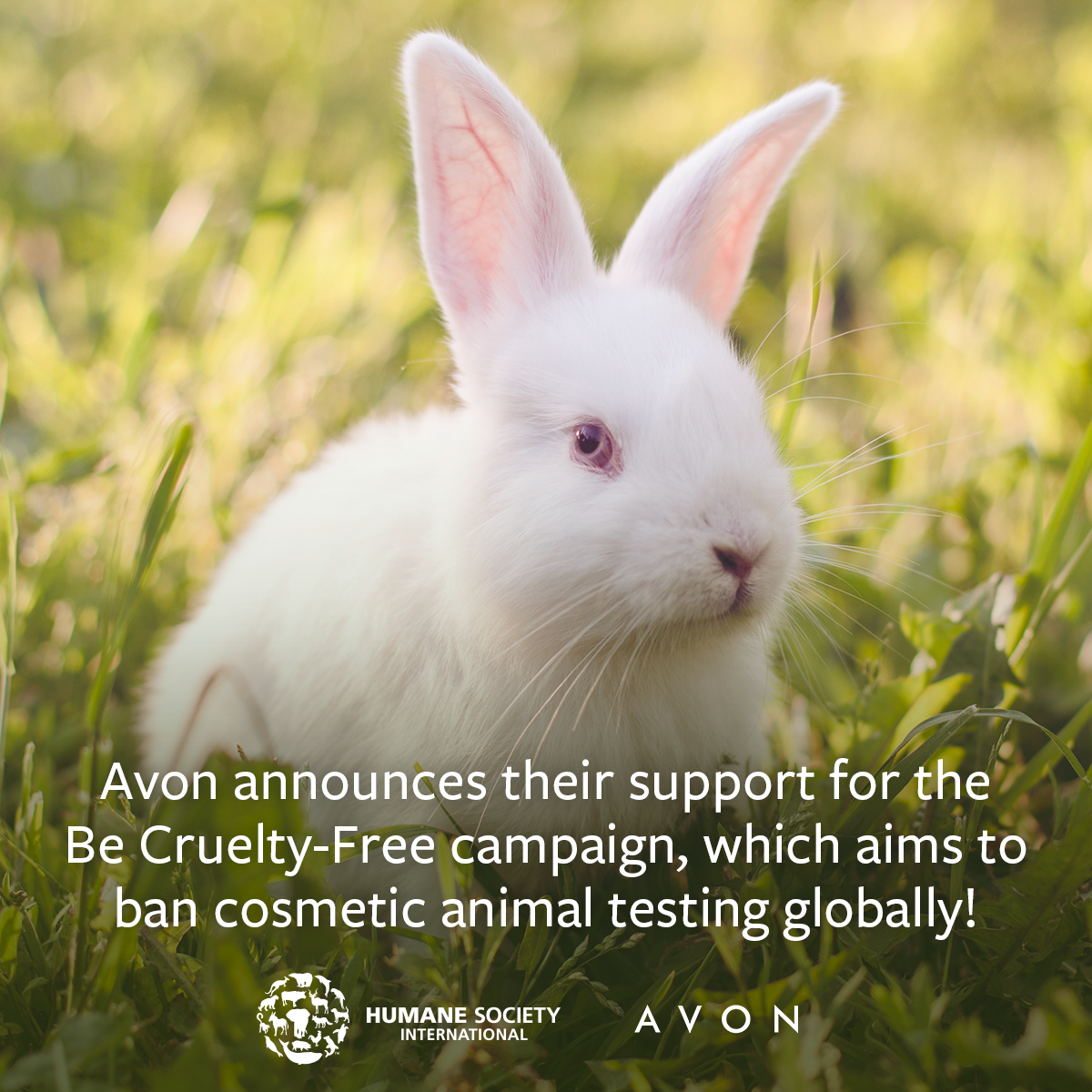 Avon joins Humane Society International's #BeCrueltyFree campaign calling  for a worldwide ban on animal testing for cosmetics - Humane Society  International