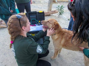Humane Society International provides veterinary care and reunites pets  with their owners after massive landslide in Bolivia - Humane Society  International