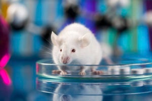 Mouse in petri dish