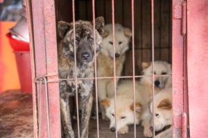 Korea Animal Rights Advocates Archives - Humane Society International