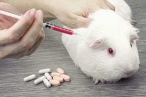 guinea pig being injected