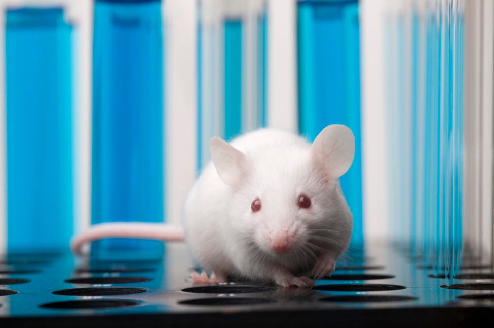 Humane Society International and Japanese Coalition for Animal Welfare  question future of animal experimentation in new report - Humane Society  International