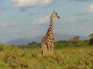 Scientists: giraffes in Kenya, Tanzania 