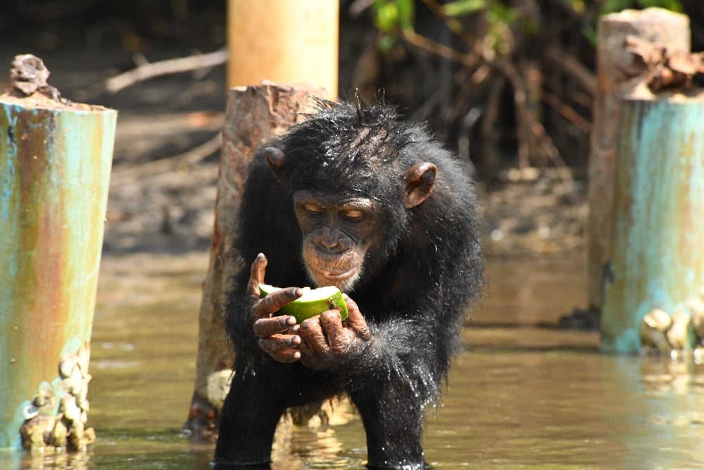 Chimp in sanctuary in Liberia