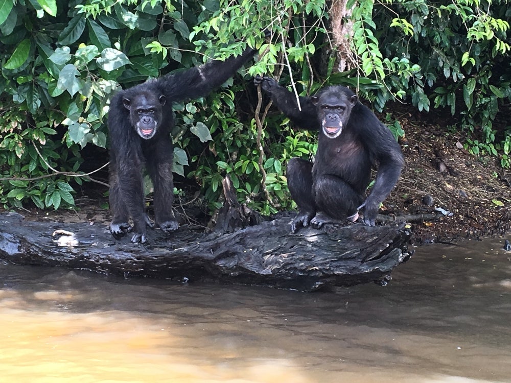 Chimps in a sanctuary in Liberia
