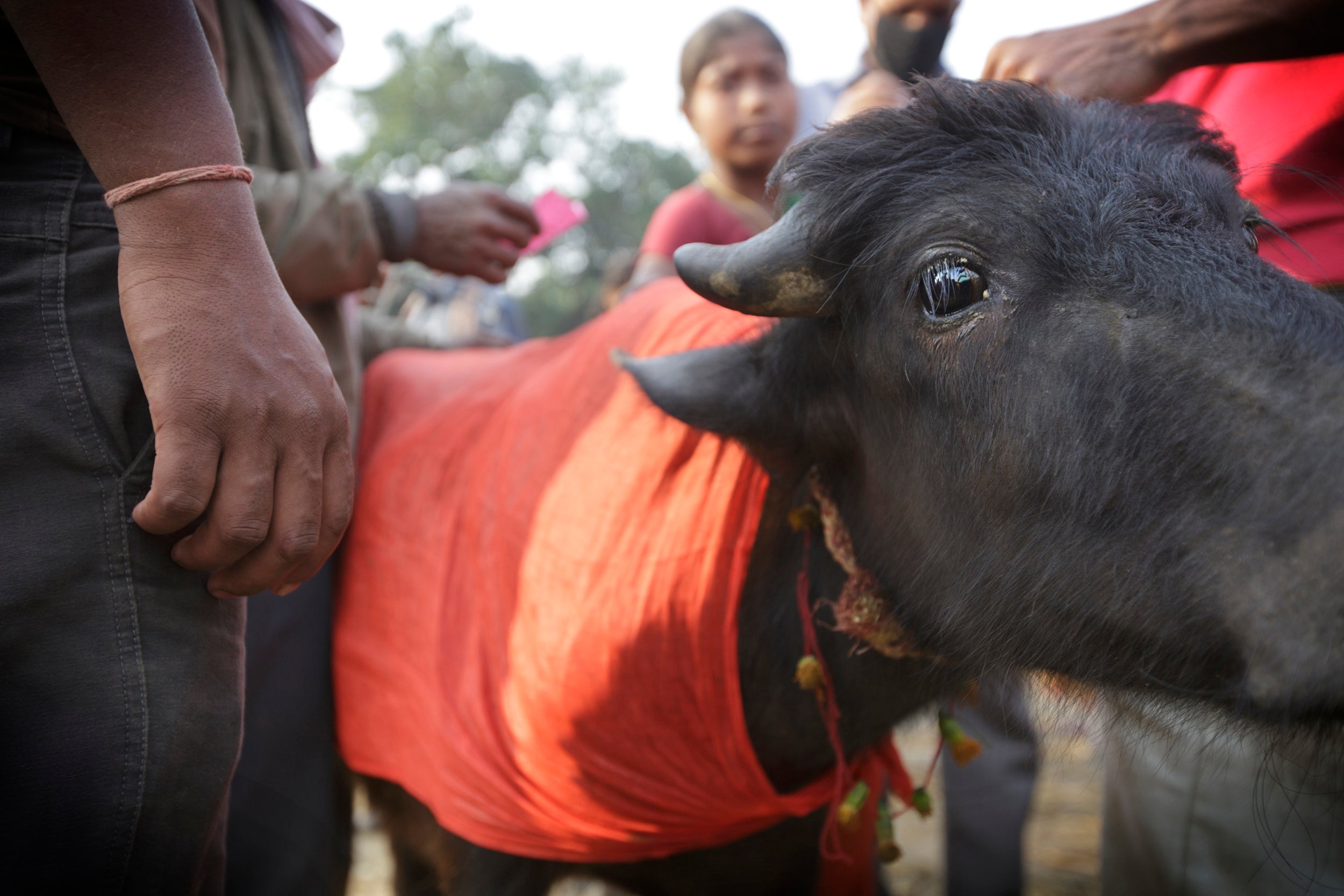 Animal Slaughter at Gadhimai Festival - Humane Society International