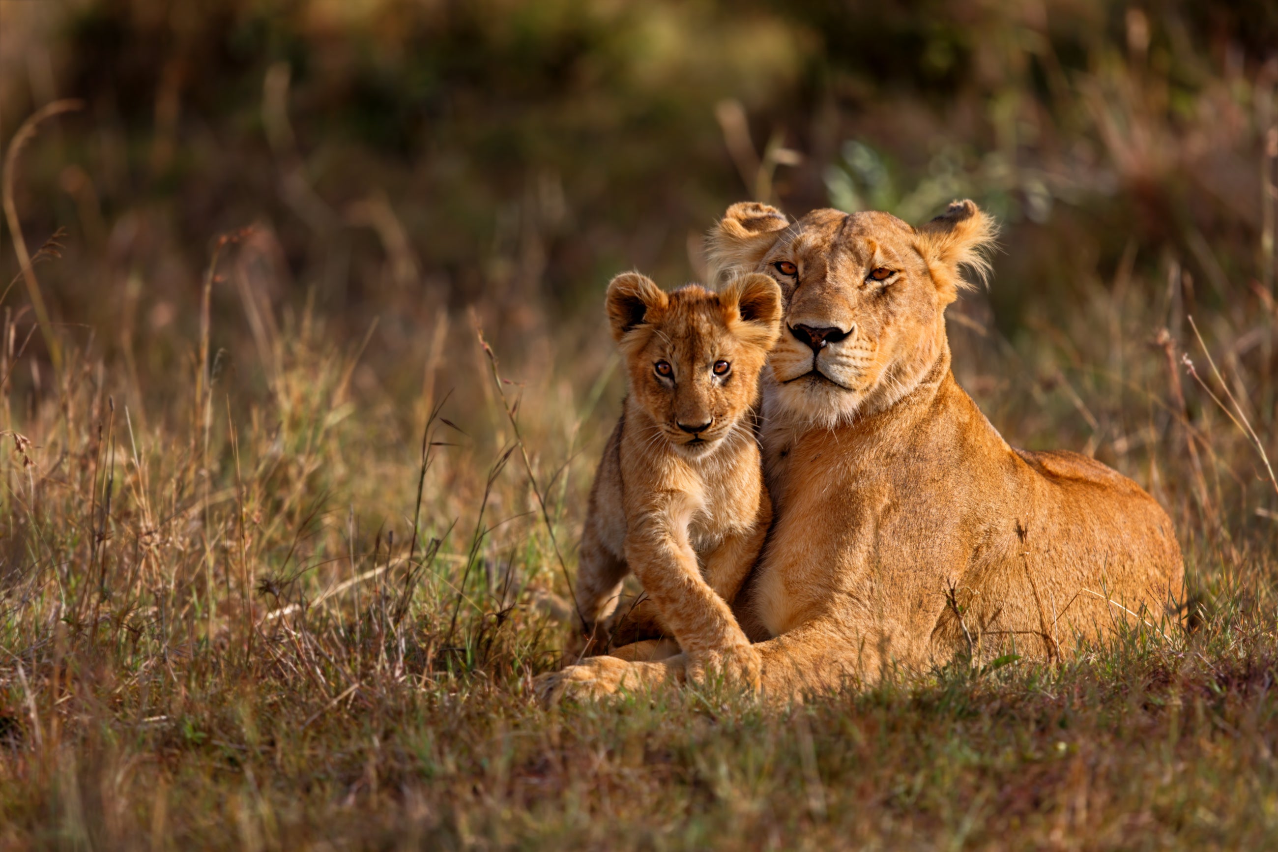 Italy: First bill to ban the import, export of hunting trophies of  protected species presented to the Chamber of Deputies - Humane Society  International