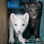 Cubs on a fur farm