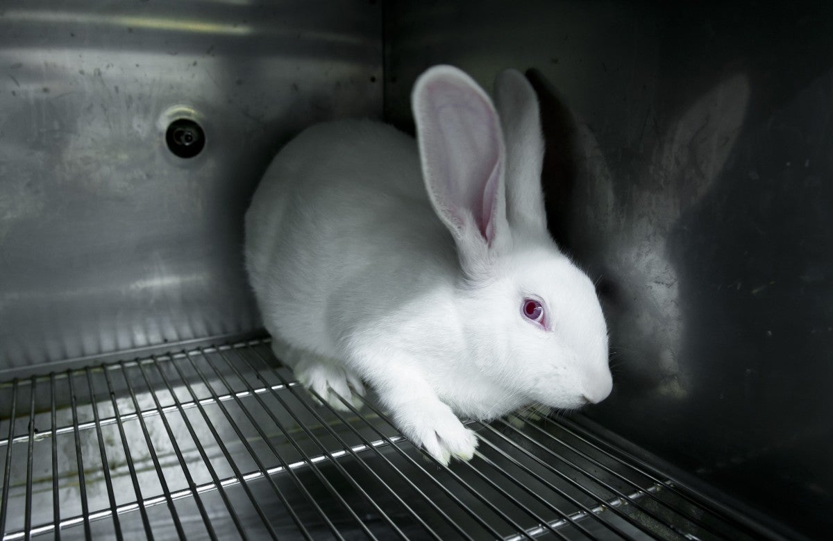 Rabbit in lab