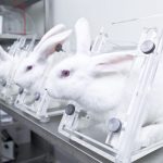 Rabbits in a lab