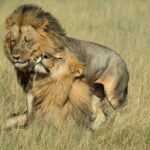 Two male lions named Netsai and Humba in Hwange National Park, Zimbabwe.