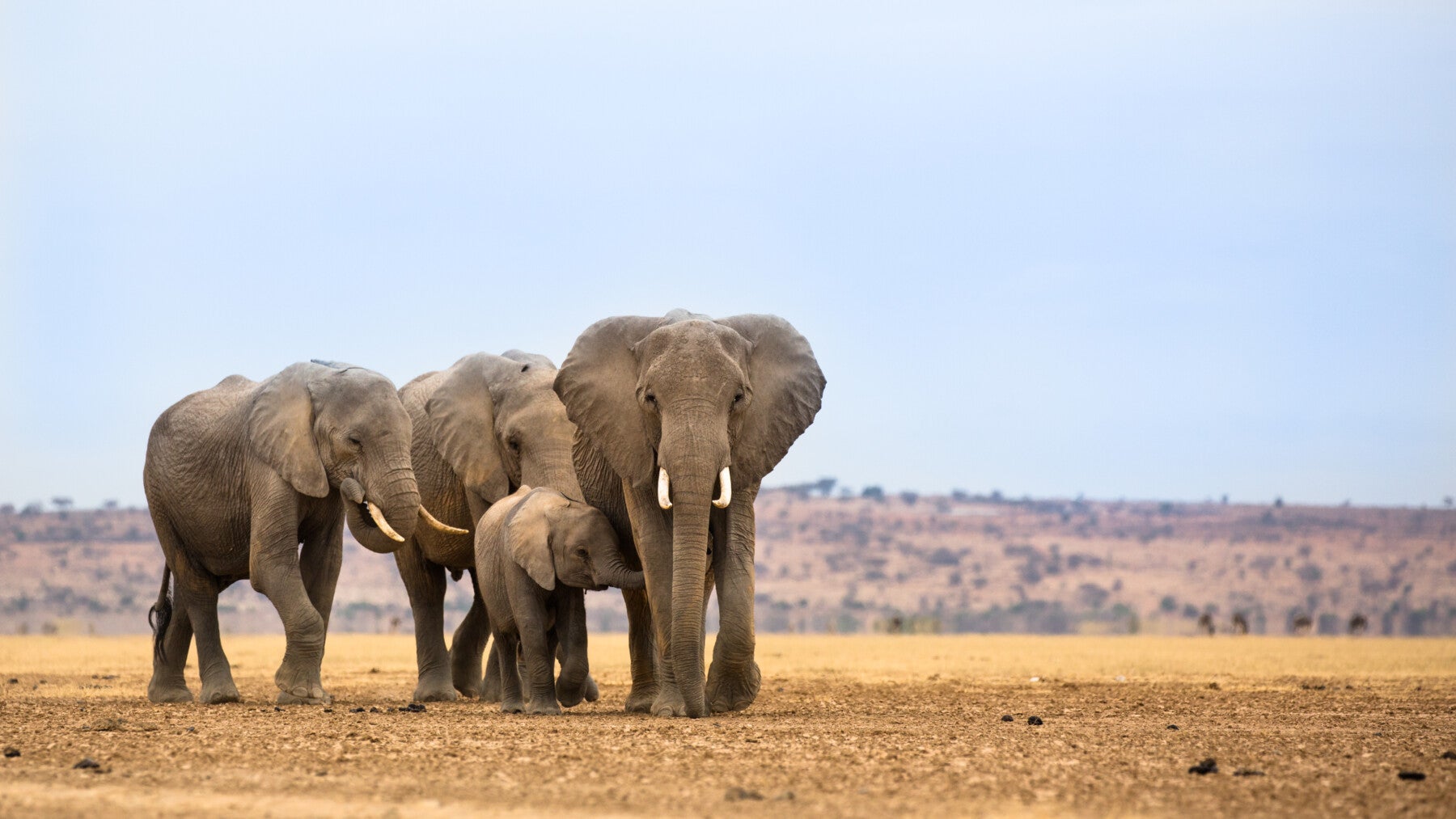 Elephants, by Cathy Smith