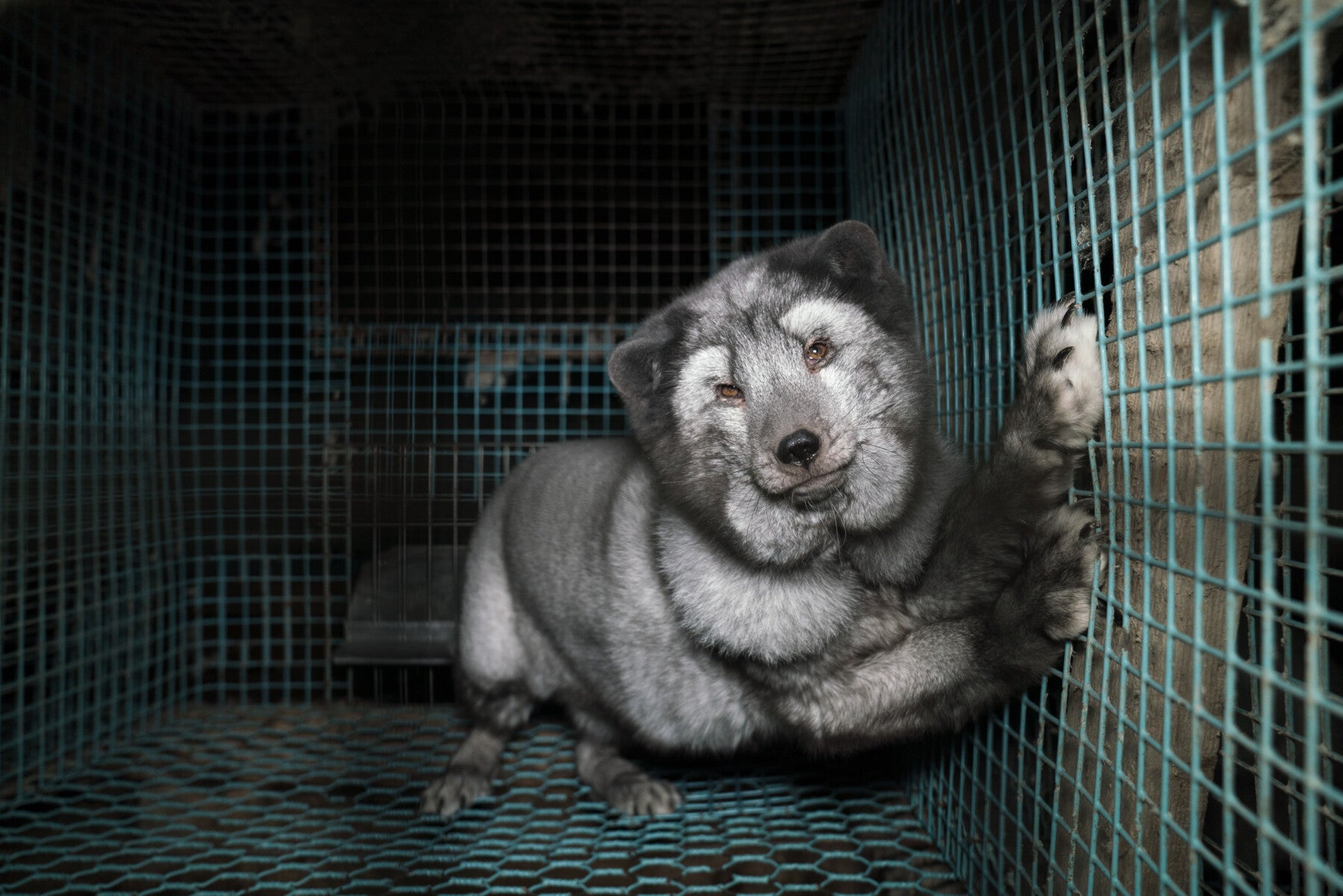 Furnace wipe Mus Harrods' staff tell secret shopper that animals in fur farms 'don't suffer'  and have 'their own private space' 'like Battersea' - Humane Society  International