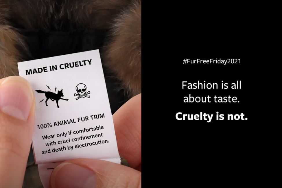 Humane Society International marks Fur-Free Friday this holiday season -  Humane Society International