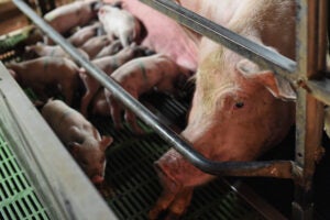 Pig farm in Italy