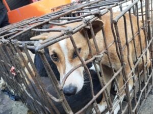 Criminal gangs, traders and traffickers are stealing and killing thousands  of dogs from Indonesian villages to sell for meat at wet markets, where  they may contribute to spreading the next pandemic -